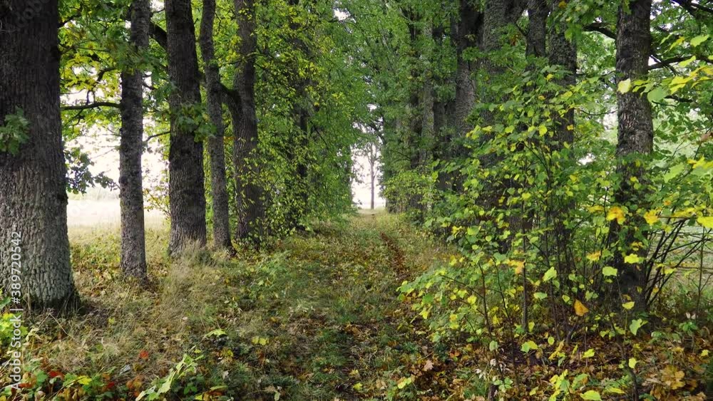 Walking in old park with tall and old oak trees in September. Slow motion POV shot on a gimbal. Walking in old park with tall and old oak trees in September. Slow motion POV shot on a gimbal.