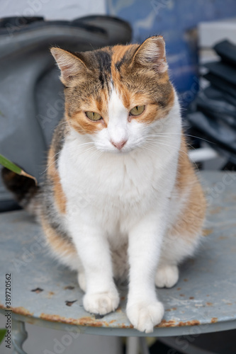 Abandoned calico breed kitty tricolor female. Vertical photo.