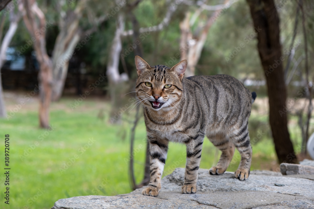 Abandoned domestic shorthaired cat breed. Blur nature background.