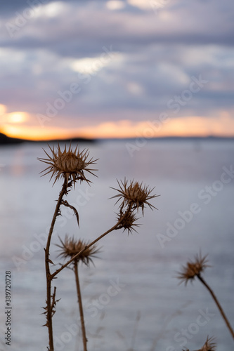 Dry Mediterranean milk thistle  silybum marianum wildflower.