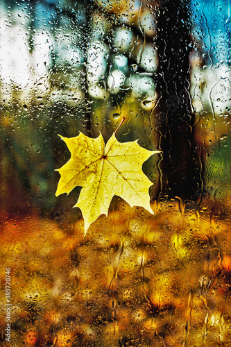 Yellow autumn leaf