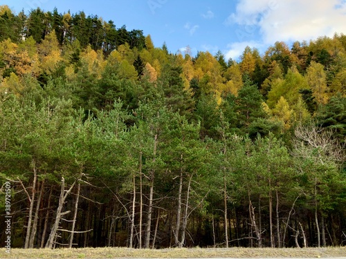 bosco in autunno