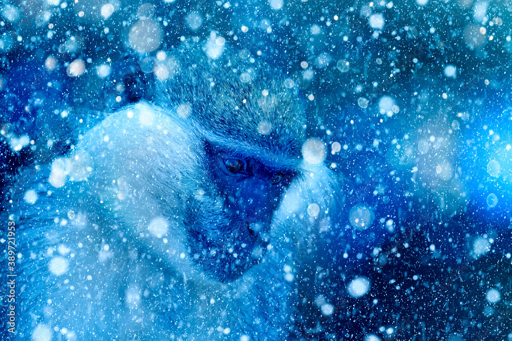 Winter season and birds. Falling snow. Blue nature background. Monkey.
