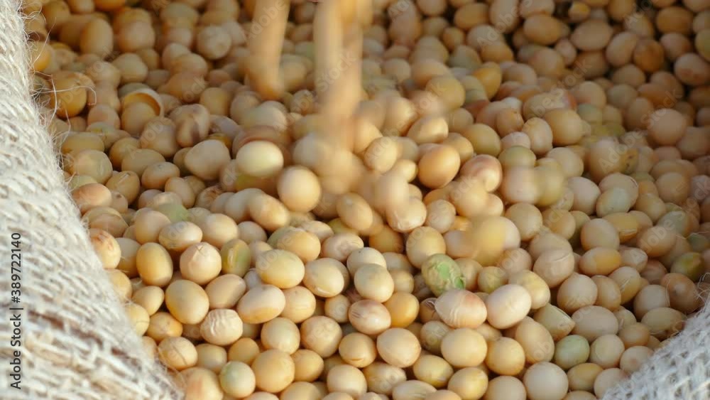 Freshly harvested soybean grains, close up hands of farmer shows soybeans in jute sack Freshly harvested soybean grains, close up hands of farmer shows soybeans in jute sack