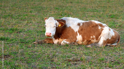 Braungefleckte Kuh auf einer Weide liegend © thauwald-pictures