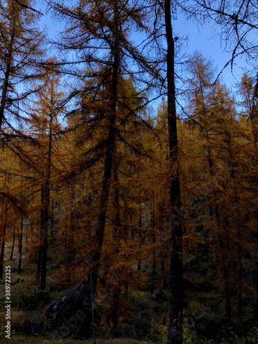 bosco in autunno © Mariano Pardini