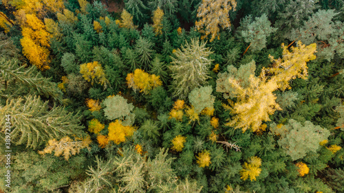 Fall forest landscape view from above. Colorful nature background. Autumn forest aerial drone view.Idyllic fall scenery from a birds eye view.Trees with yellow and orange leaves.Season natural photo.