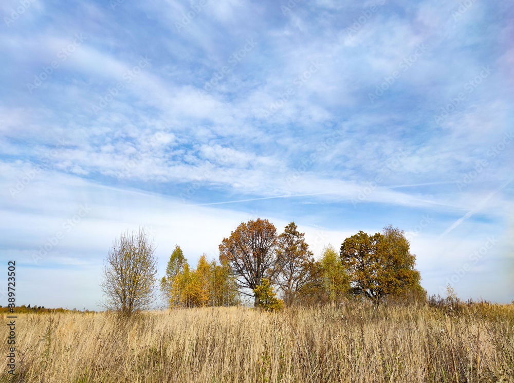 tree in the field