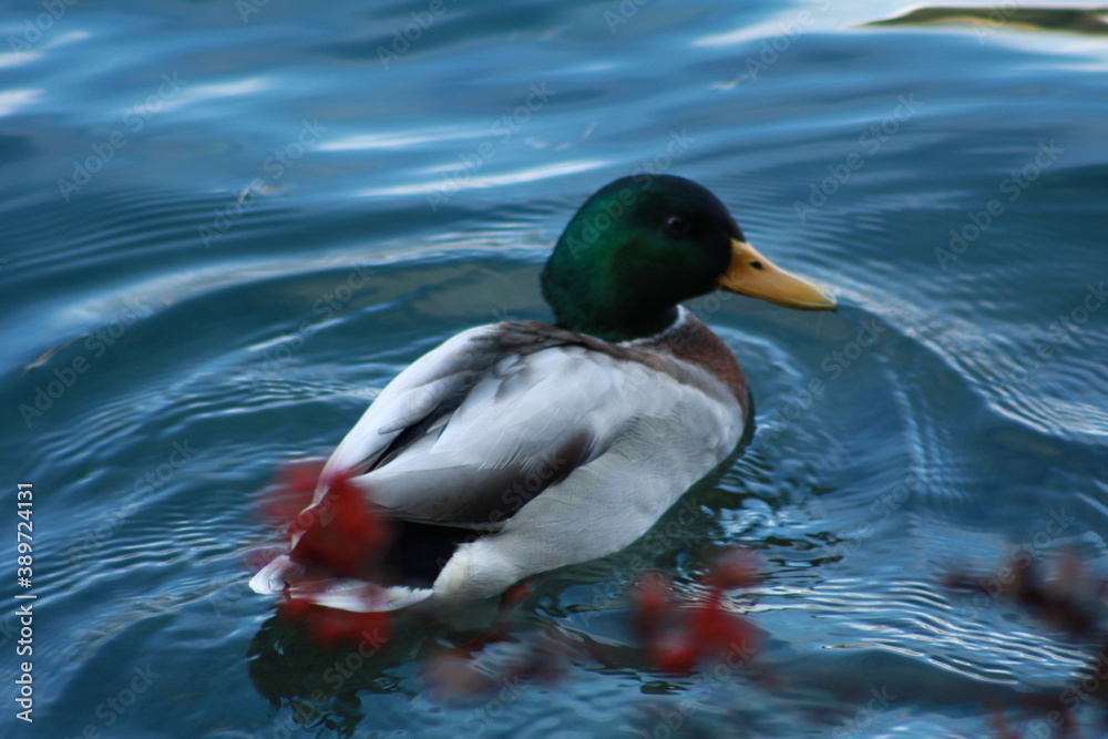 Obraz premium germano reale, anatra, duck