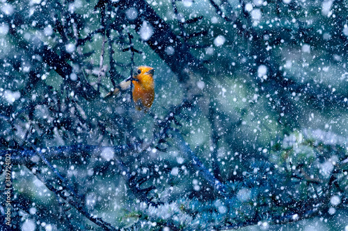 Winter season and birds. Falling snow. Blue nature background. Bird: Robin.