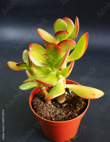 indoor plant crassula tricolor in a brown plastic pot on a black background side view . crassula plant photo