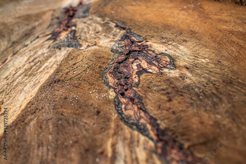 The stump of a felled tree. Texture close-up. The destruction of trees for the needs of humanity has led to an environmental disaster. High quality photo