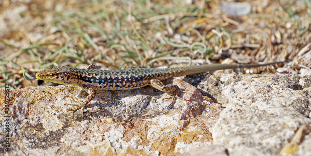 lizard basking in the sun lizard basking in the sun