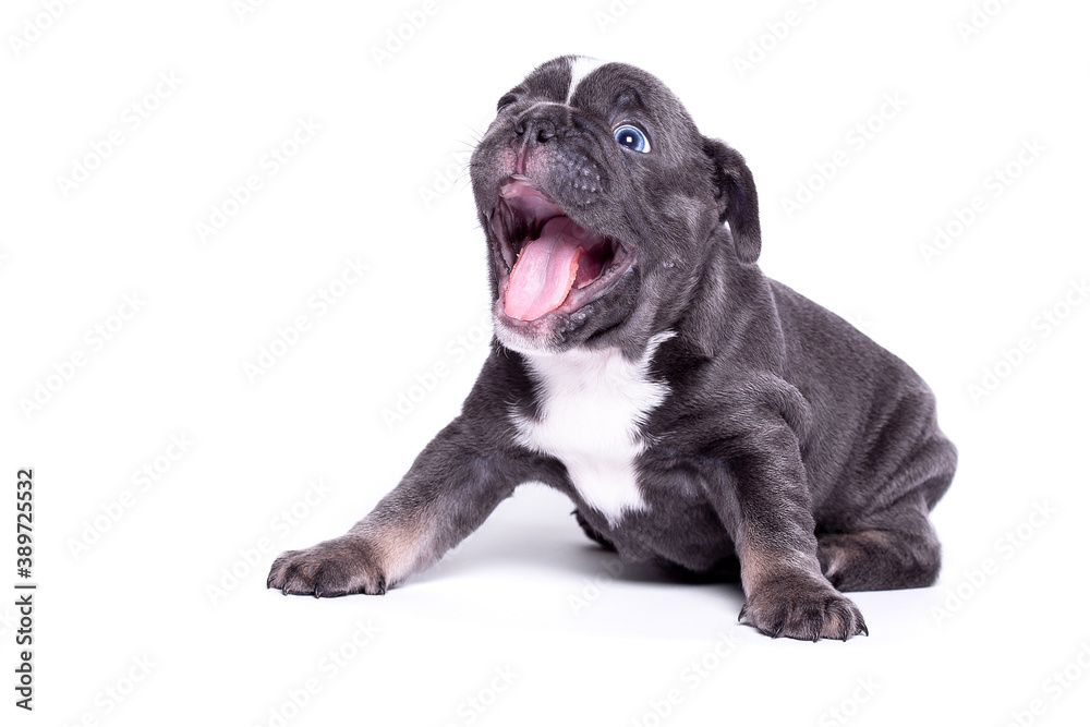 Bulldog puppy with open jaws on a white background