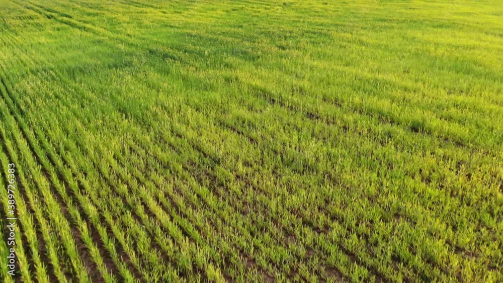 Green field of young wheat at sunset. Drone video. Green field of young wheat at sunset. Drone video.