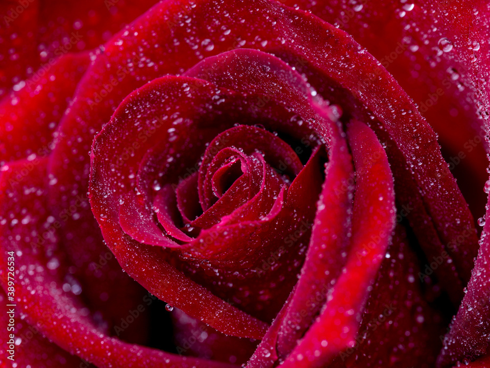 red roses, rose flower, blossom, macro, march 8, valentine, woman's day, black background, blooming, roses background, banner, panorama, flora, bloom, blossom out, blurred, botany, bush, closeup, cong