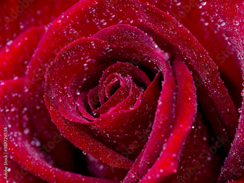 Fototapeta Naklejka Na Ścianę i Meble -  red roses, rose flower, blossom, macro, march 8, valentine, woman's day, black background, blooming, roses background, banner, panorama, flora, bloom, blossom out, blurred, botany, bush, closeup, cong