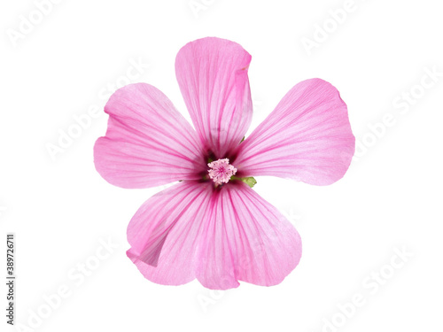 Single pink mallow flower isolated on white