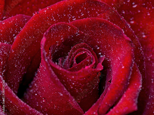 Fototapeta Naklejka Na Ścianę i Meble -  red roses, rose flower, blossom, macro, march 8, valentine, woman's day, black background, blooming, roses background, banner, panorama, flora, bloom, blossom out, blurred, botany, bush, closeup, cong