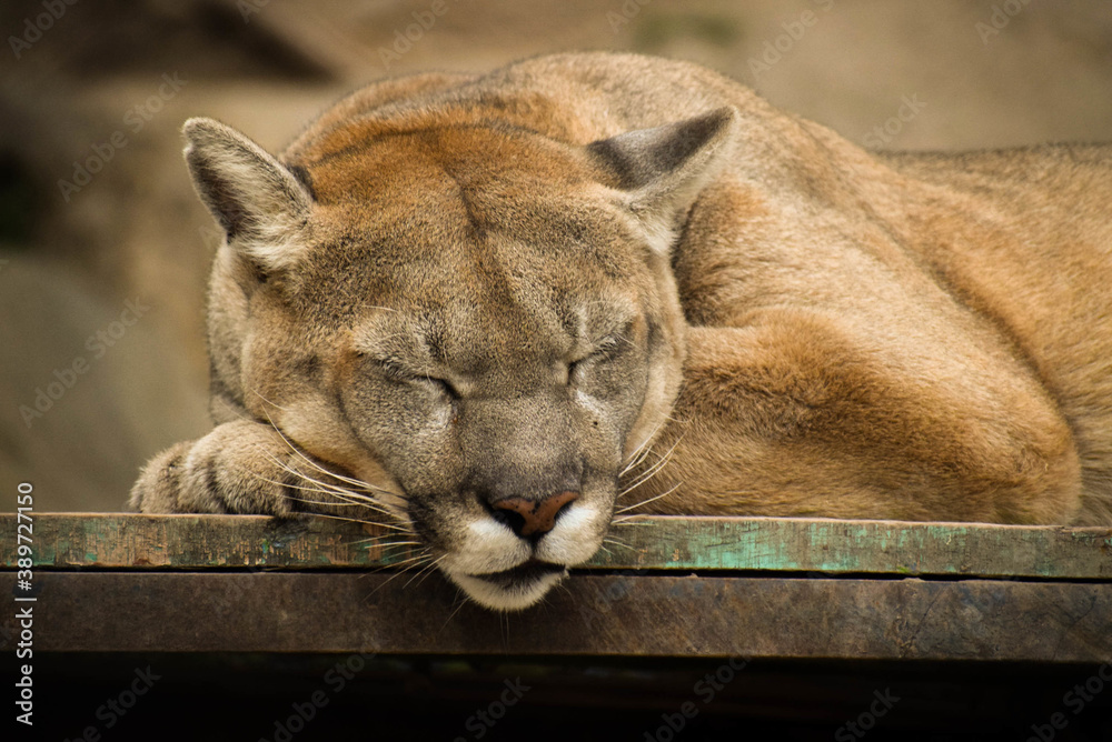 "Puma Cat" Images – Browse 36 Stock Photos, Vectors, and Video | Adobe Stock