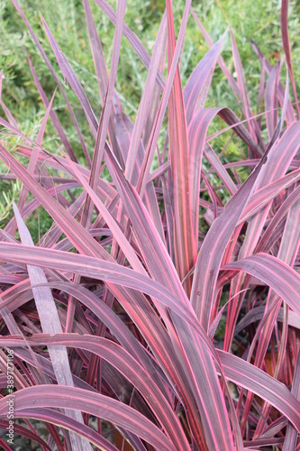 Beautiful red foliage of Cordyline sp. 