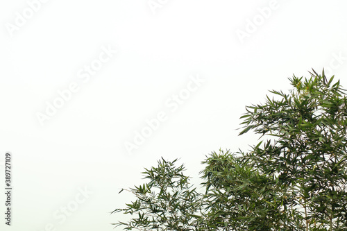 Bamboo bushes and leaves under the clean white sky background