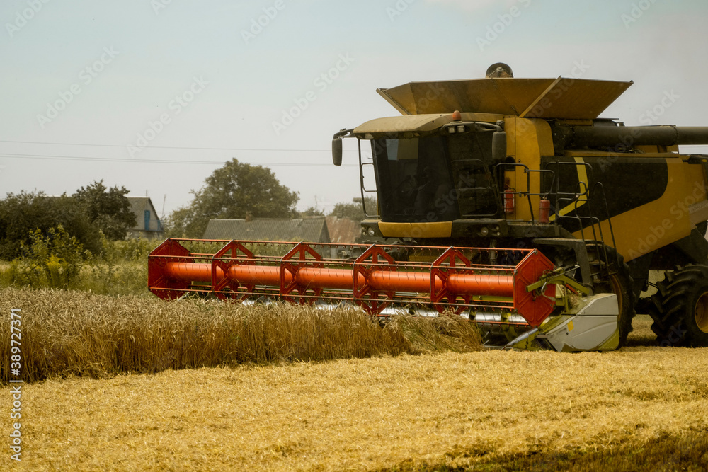 Fototapeta premium Combine harvester agriculture machine harvesting golden ripe wheat field. Agriculture. Combine harvester harvesting wheat with dust straw in the air. Heagy agricultural machinery.