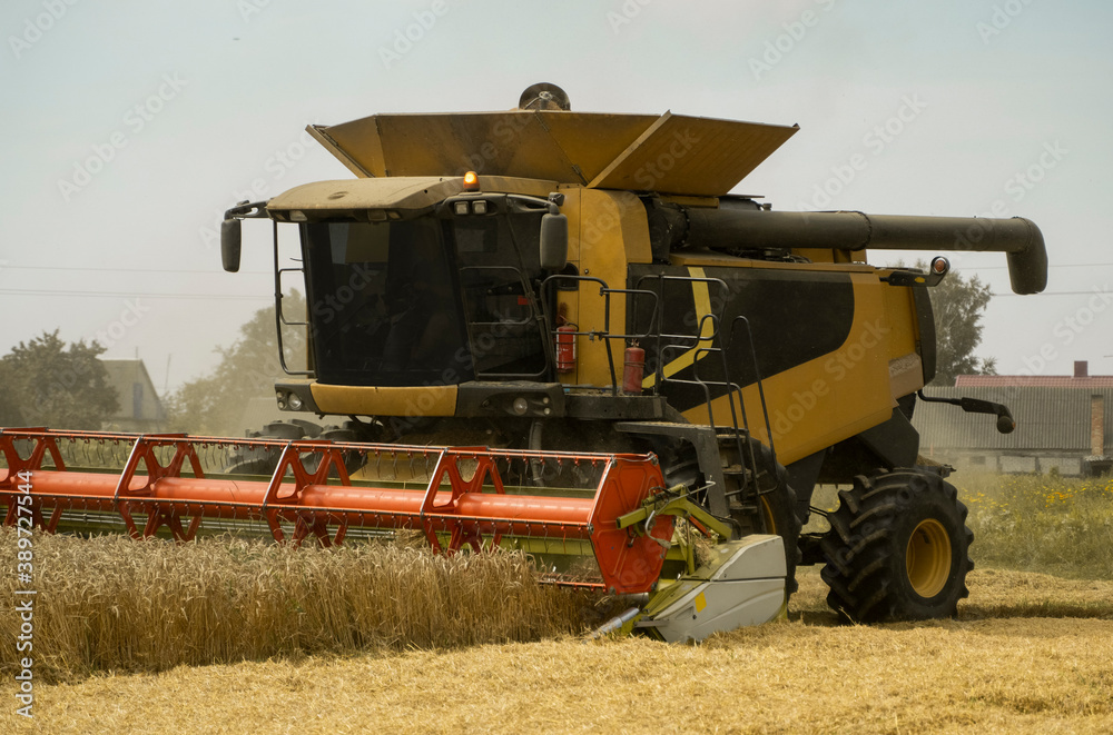 Fototapeta premium Combine harvester agriculture machine harvesting golden ripe wheat field. Agriculture. Combine harvester harvesting wheat with dust straw in the air. Heagy agricultural machinery.