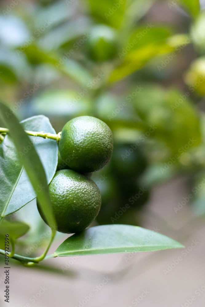 Fresh green tangerine on the tree with leaves close up Fresh green tangerine on the tree with leaves close up