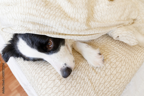Funny portrait of cute smiling puppy dog border collie lay on pillow blanket in bed. New lovely member of family little dog at home lying and sleeping. Pet care and animals concept. © Юлия Завалишина