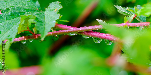 Bild auf Leinwand Transparent dew drops on a branch close up selective focus