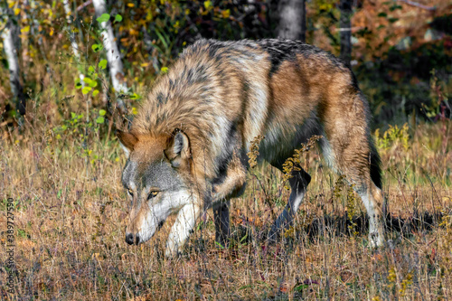Grey Wolf stalking through a Meadow