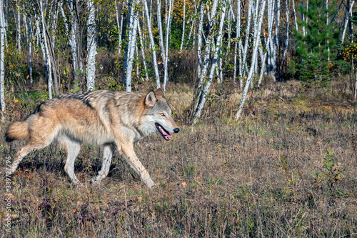 Grey Wolf running alongside a Birch Forest in Autumn