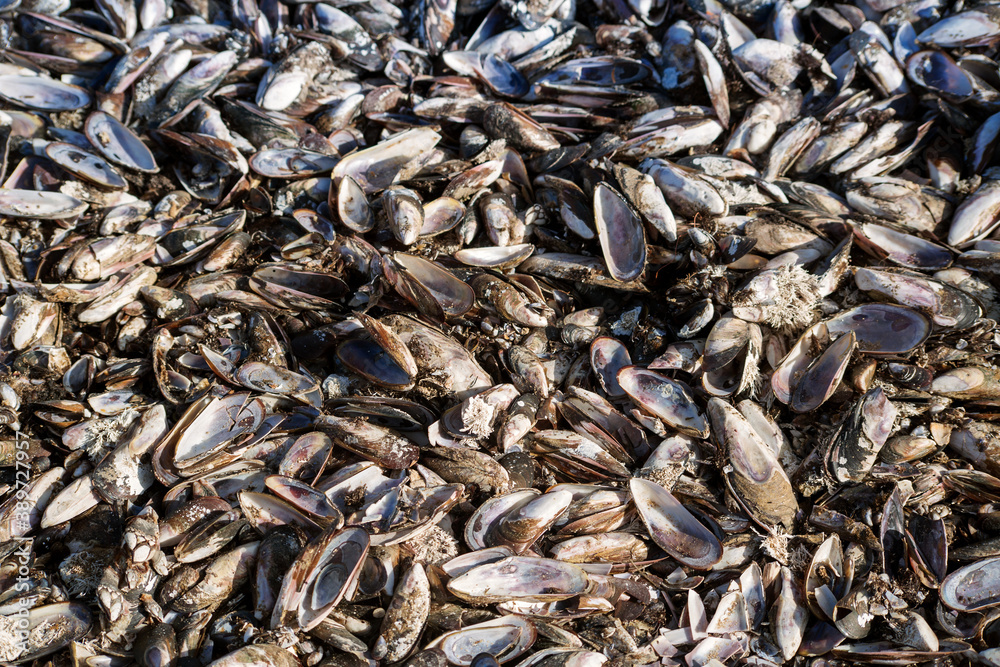 mussel shell from the ocean coast, texture and background mussel shell from the ocean coast, texture and background