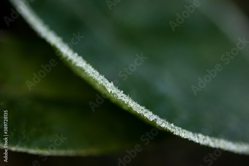 Frozen Plant