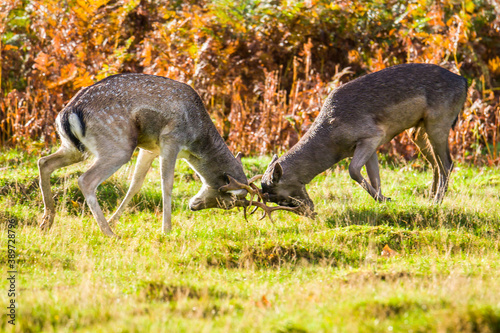 Two deer fighting at mating season