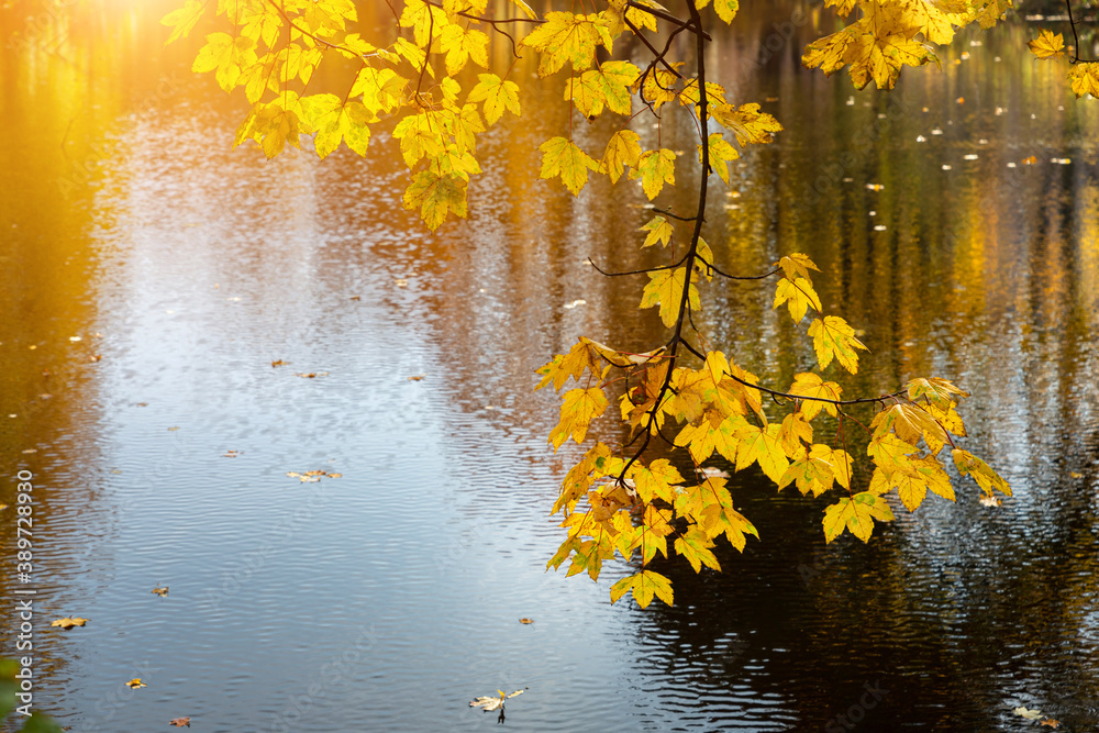 Φωτογραφία A maple branch with yellow beautiful leaves hangs over the dark surface of the water