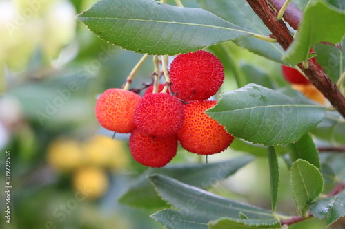 Tableau sur toile Red fruits of Arbutus unedo in fall