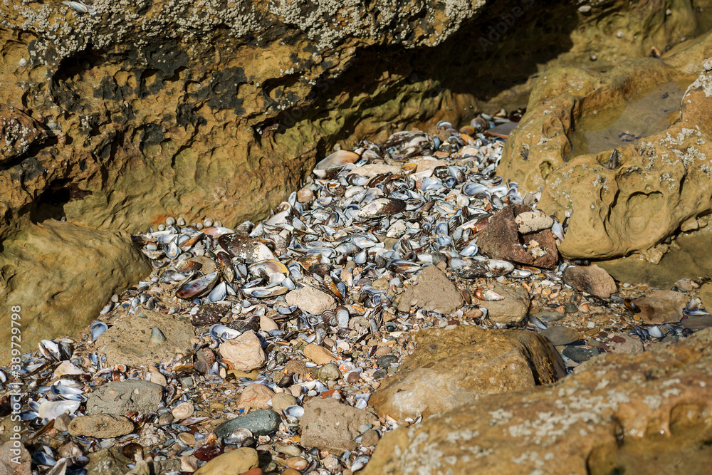 mussel shell between rocks, ocean coast