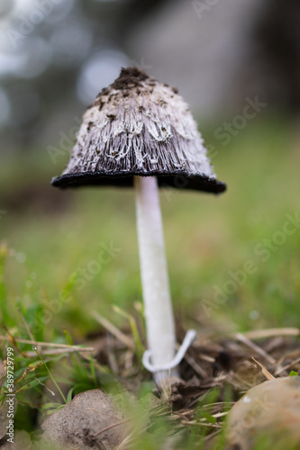 Mushroom growing in a meadow. 