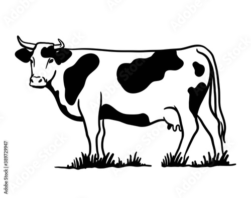 Breeding cattle. silhouette of a grazing cow. vector illustration isolated on white background