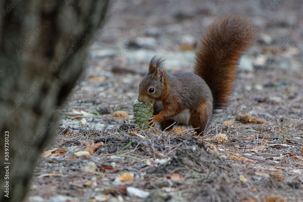 Red Squirrel (Sciurus vulgaris) eating a pineapple - France Red Squirrel (Sciurus vulgaris) eating a pineapple - France