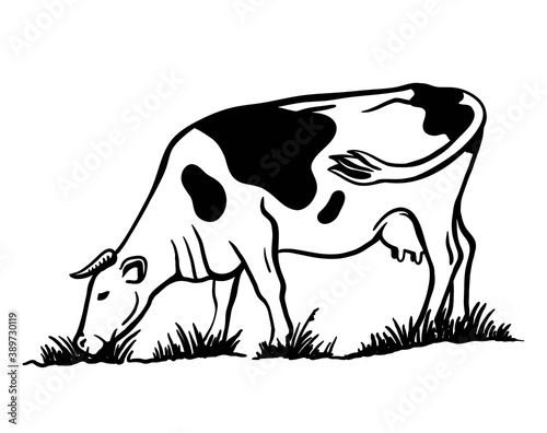 Breeding cattle. silhouette of a grazing cow. vector illustration isolated on white background