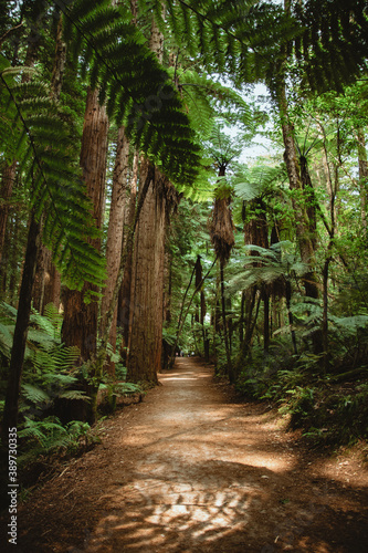 Urzeit-Wald