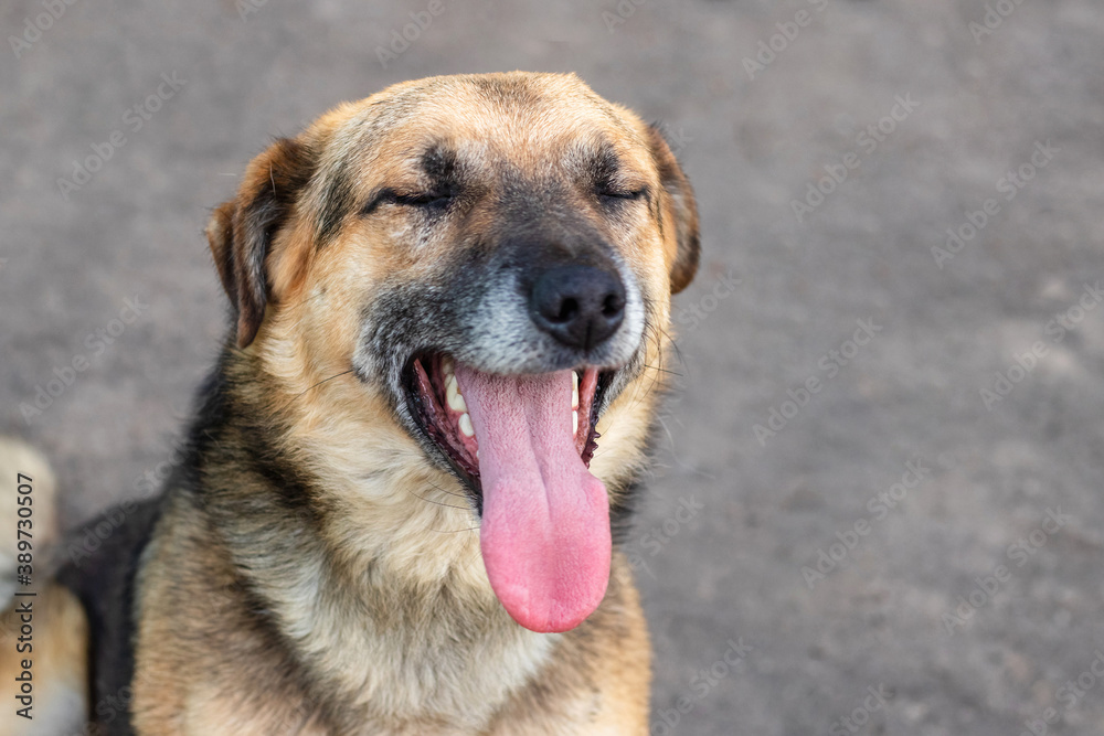 Portrait of a dog with open mouth and eyes closed with pleasure