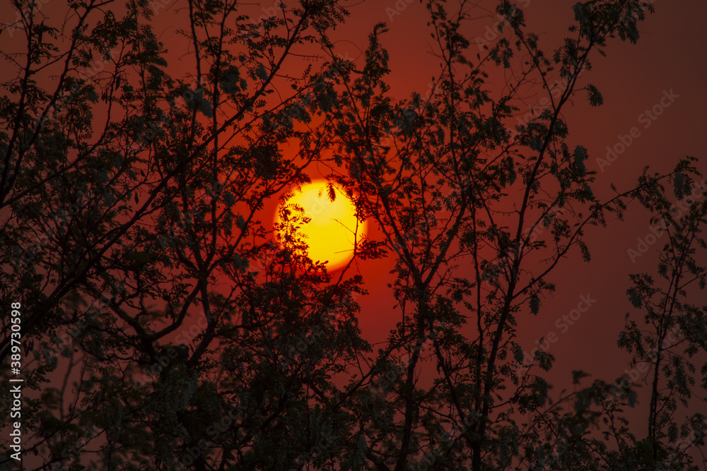 sunset in the forest sunset in the forest