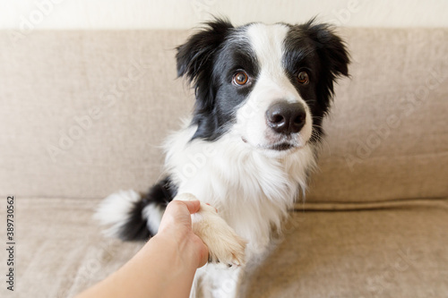 Fototapeta Naklejka Na Ścianę i Meble -  Funny portrait of cute puppy dog border collie on couch giving paw. Dog paw and human hand doing handshake. Owner training trick with dog friend at home indoors. friendship love support team concept.