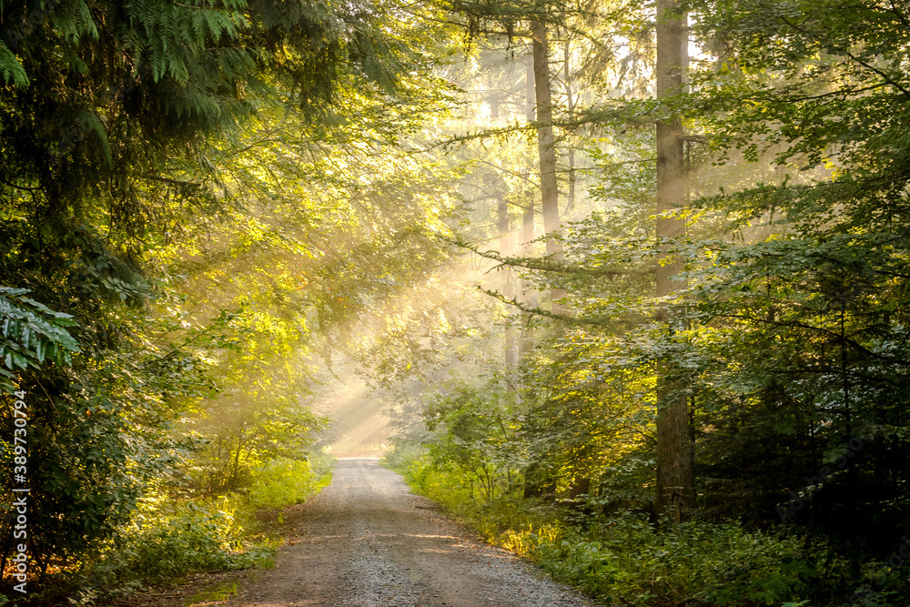 Fototapeta premium Sonnenaufgang im Wald