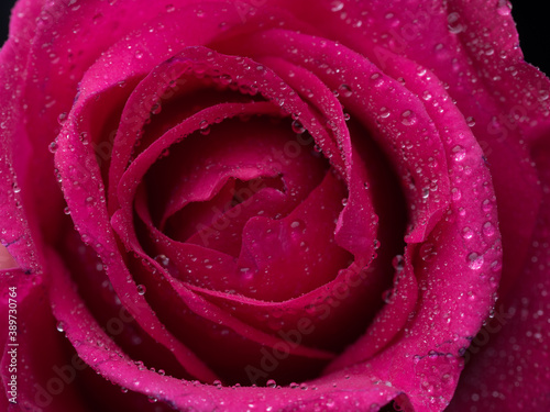 Fototapeta Naklejka Na Ścianę i Meble -  drops on roses. Abstract flower with pink rose on black background - Valentines, Mothers day, anniversary, condolence card. Beautiful rose. close up roses . red kamala . panorama