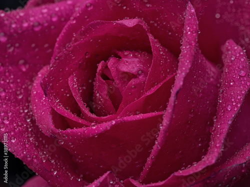 Fototapeta Naklejka Na Ścianę i Meble -  drops on roses. Abstract flower with pink rose on black background - Valentines, Mothers day, anniversary, condolence card. Beautiful rose. close up roses . red kamala . panorama